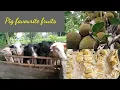 Download Lagu Pig eating Jack fruit