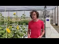 Download Lagu INRA Heliaphen phenotyping plateforme