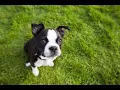 Dog having a good day listening to ￼mincecore
