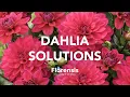 Lagu Florensis | Dahlia Solutions