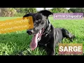 Things to know before you get a German Sheprador German Shepherd Labrador Retriever Awesome