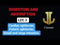 Cardiac sphincter pyloric sphincter small and large intestine 03 DIGESTION AND ABSORPTION