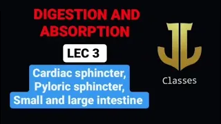 Cardiac sphincter pyloric sphincter small and large intestine 03 DIGESTION AND ABSORPTION