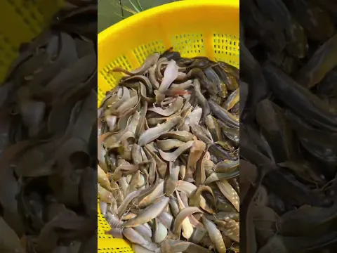 THẢ CÁ TRÊ TA