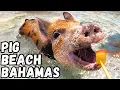 Pig Beach Bahamas Carnival Cruise Excursion Swimming with Pigs