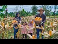 Download Lagu Memetik Jagung untuk Makan Ayam | Bikin Ketoprak Jakarta dan Bakwan Jagung | Kampung Halaman