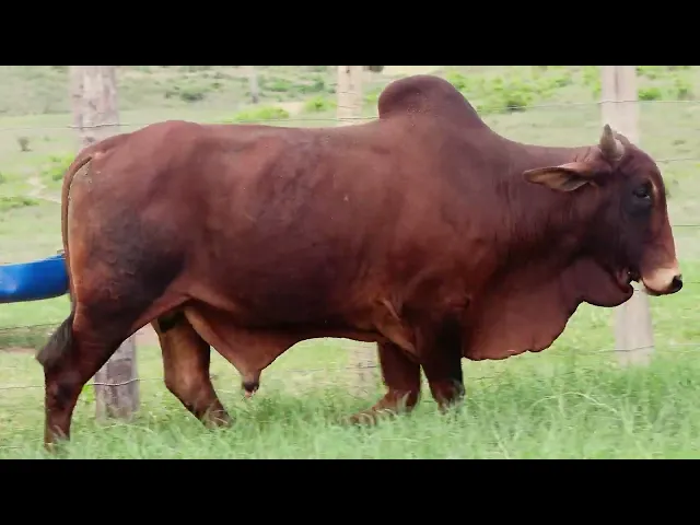 Touro Sindi EMGS - 1595