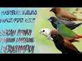 Download Lagu Masteran Pikat Burung Pipit Ribut  dijamin 100% ampuh untuk pikat