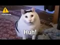 Download Lagu Huh Cat Meme Sound Variations in 60 seconds