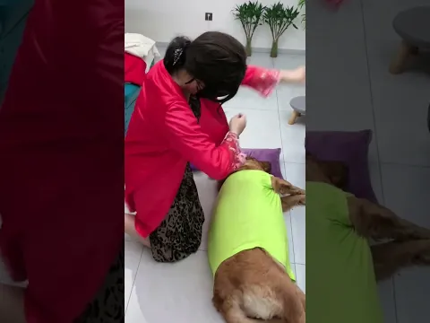 狗子让我快乐， 我爱狗子一辈子  #夫妻日常 #funny #美女搞笑  #goldenretriever1