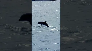 Baby dolphins 🐬 #boatlife #familyadventure #sailingfamily