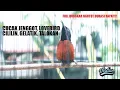 Download Lagu KONIN GACOR NGEROL-NGEROL NEMBAK PANJANG ❗ AMPUH ATASI KONIN STRES, MALAS BUNYI, IJOAN DAN BAHAN