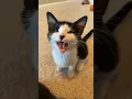 Download Lagu Funny Animal Videos, Dogs, Cute Animals, Funny Videos