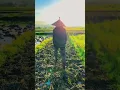 Download Lagu #lexssenja. Mentahan vidio vlog. pemandangan penuh sawah story / wa 30 dtk pendek.