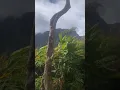 Sexy Girl In Paradise MiniVlog π€ #hawaii π