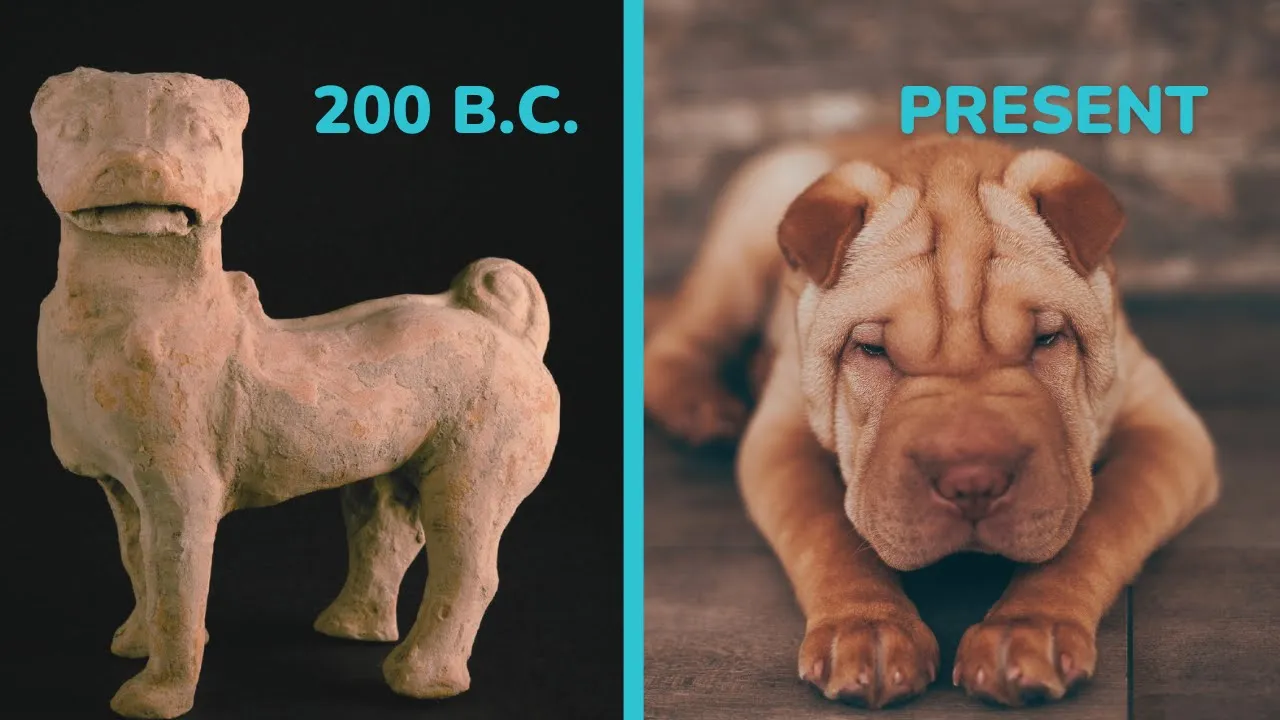 Top 5 Oldest Dog Breeds In The World