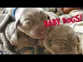 Newborn Weimaraner vs Newborn Labrador Puppies Which Baby Dogs Are Cuter
