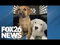 Deputy rescues abandoned lovable puppies in rural Fresno County