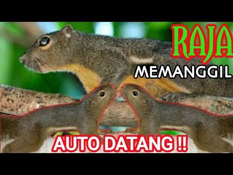 Download MP3 🍉 PASTI DATANG!!! SUARA PIKAT TUPAI | the voice calls out for squirrel