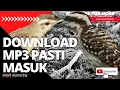 Download Lagu burung pelatuk beras sampit gacor dor vs ciblek sawah ngbren nembak panjang fighter | Mastering 3D