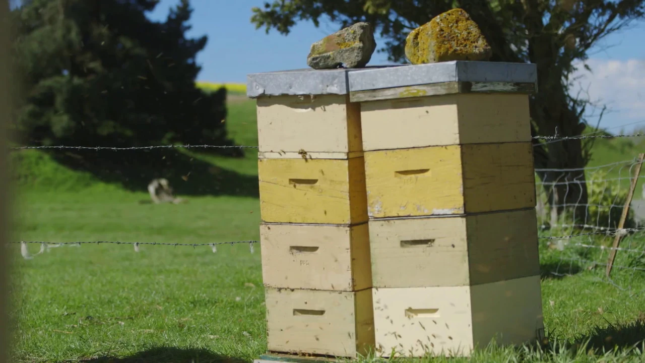 Outline Video Our Story | 100% Pure New Zealand Honey | NZ Story