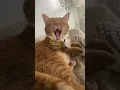 Download Lagu #tiktokcats #fyp #catsoftiktok #foryou #gingercat #funnycat #catlovers