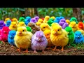 Download Lagu World Cute Chickens, Colorful Chickens, Rainbows Chickens, Cute Ducks, Cat, Rabbit, Cute Animals