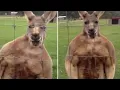 This buff kangaroo looks like it s on steroids