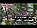 Download Lagu Suara pikat burung cendet matahari mp3