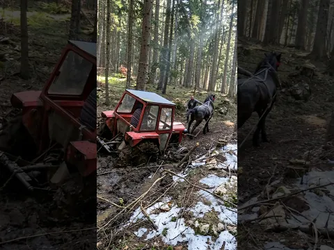 539 Stuck #drafthorses #horse # logging #tractor #tractorvideo #tractorlover #offroad #mud