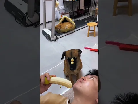 dog's face bin 🤣 #funny #funnyvideo