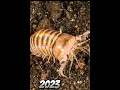 Download Lagu 2023 Death worm and 5000bce Death worm |mythical genius| #viral #foryou #viral #viral #viral