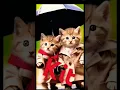 Lagu #cat #funny #comedy #cutecat #cute #ringtones #music #smartphone #nadaderingtelepon