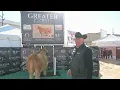 Greater Good and Kent Cattle in The Yards