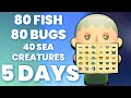 I Completed the ACNH Critterpedia in 5 DAYS