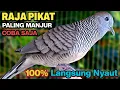 Lagu Perkutut Lokal Gacor RAJA PIKAT Ahlinya Bikin Semua Burung Perkutut Gacor Nyaut.