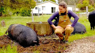 Ramshackle Ranch Christmas Special: New Boar, Keets, and Baby Goats! | Free Range Homestead Ep 27