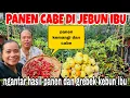 Download Lagu PANEN SEMUA YANG ADA DI KEBUN IBU CABE,KEMANGI MELIMPAH RUAH DAN NGANTAR HASIL PANEN PIR JUMBO MP3