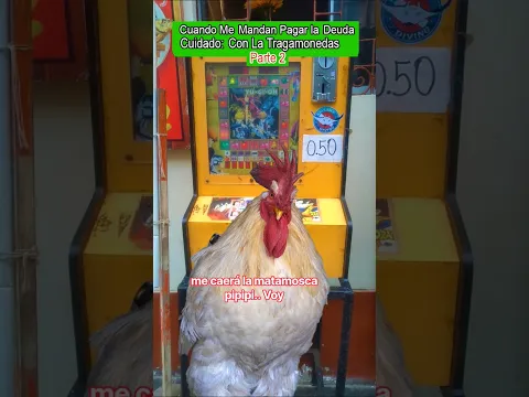 Perdí el dinero en la tragamonedas #gallos #mascotas #LinoElGalloConBotas