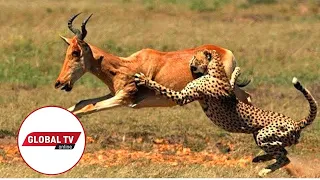 jioonee maajabu ya maisha ya wanyama porini tanzania