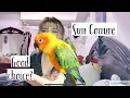Guide to owning a sun conure what its like