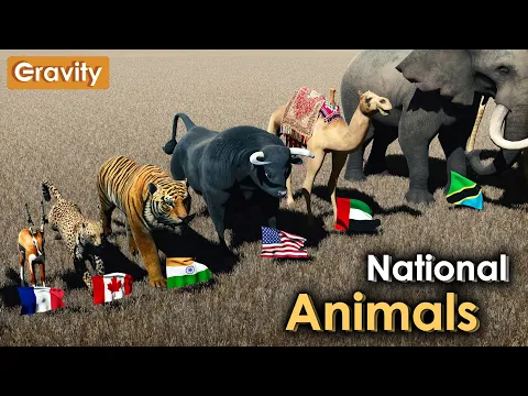 Download MP3 National Animals of Countries