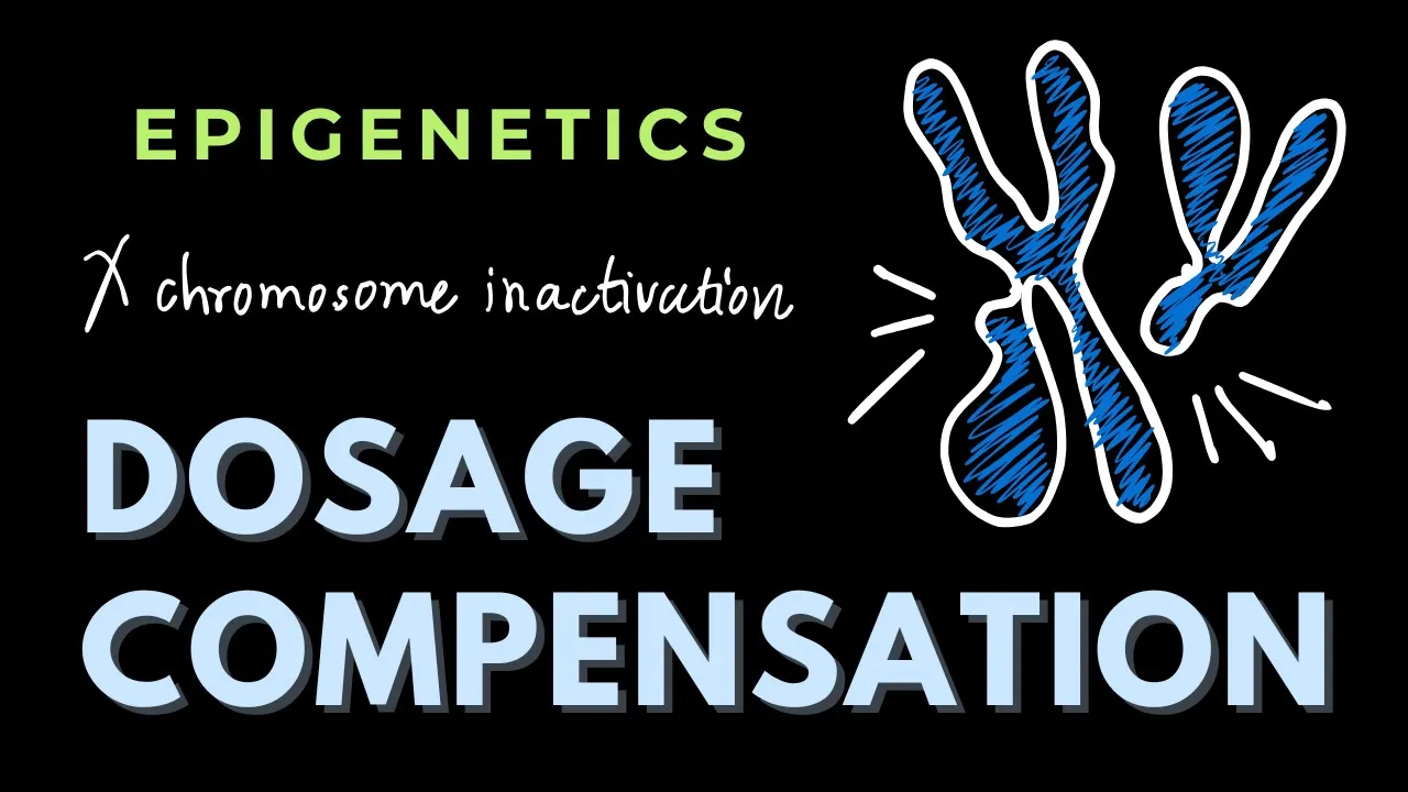 Dosage Compensation | Epigenetics