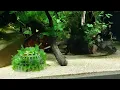 Download Lagu Shrimp blue dream \u0026 Galaxy danio.Aquarium stands for 7 weeks.