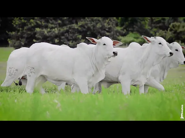 Novilha Nelore AFOM - 5543