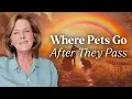 The Rainbow Bridge Where do Pets Go When They Die Tami Hendrix