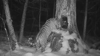 Caught on Camera: Animal Moments That Left Everyone Asking Questions