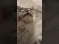 Download Lagu Gus Gus (Maine Coon) melting in his arms