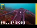 Download Lagu Masterminds: Secrets of the Octopus (Full Episode) | National Geographic
