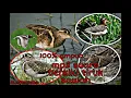 Download Lagu suara panggilan burung berkik// tiruk sawah 100% ampuh langsung datang